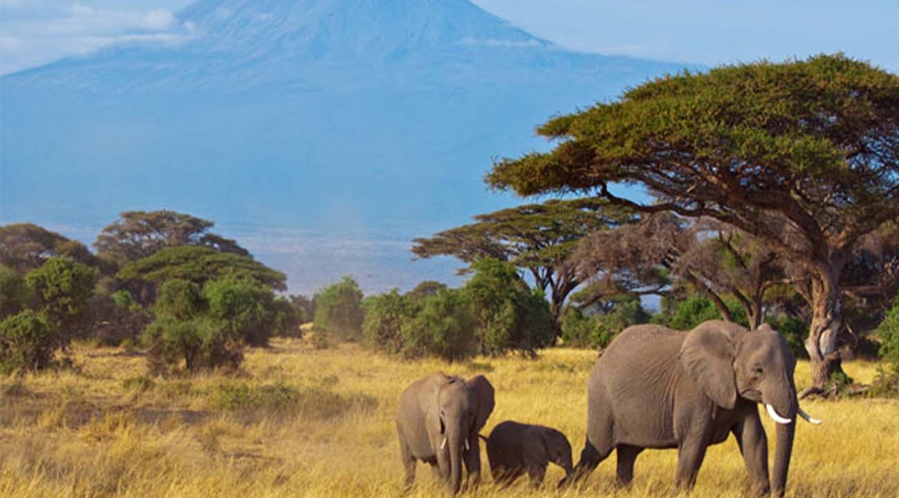 Travel to Africa ‘hits highest level this year’