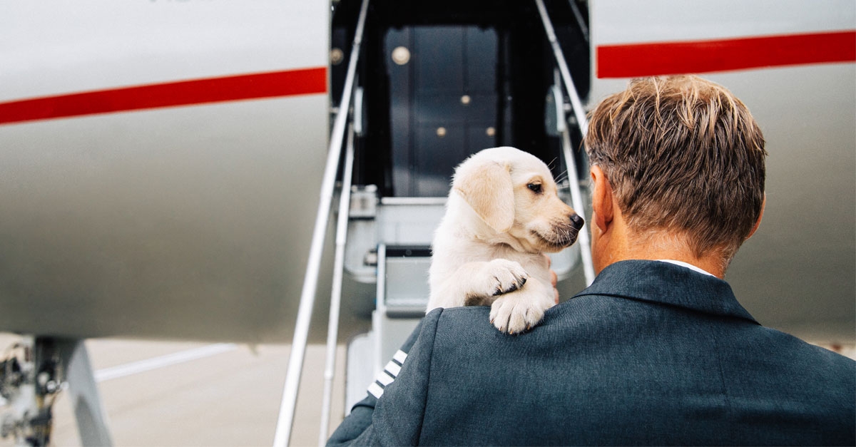 Paws and Passport: Adventures with Your Furry Sidekick