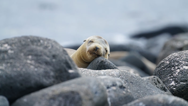 The Galapagos Islands: A wildlife wonderland 