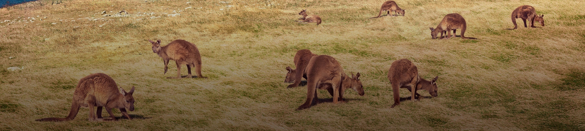 From reef to roos: Combining the Great Barrier Reef with South Australia 