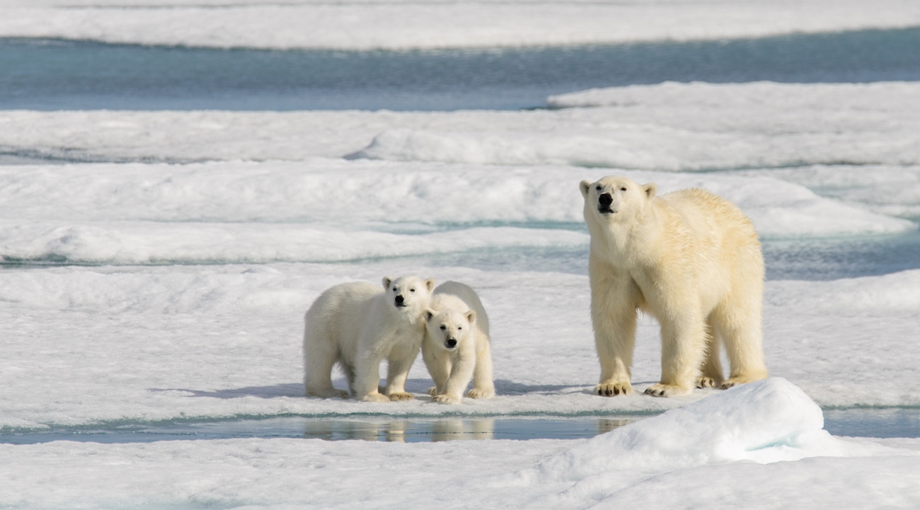 Due north: Polar bear sightings in Spitsbergen