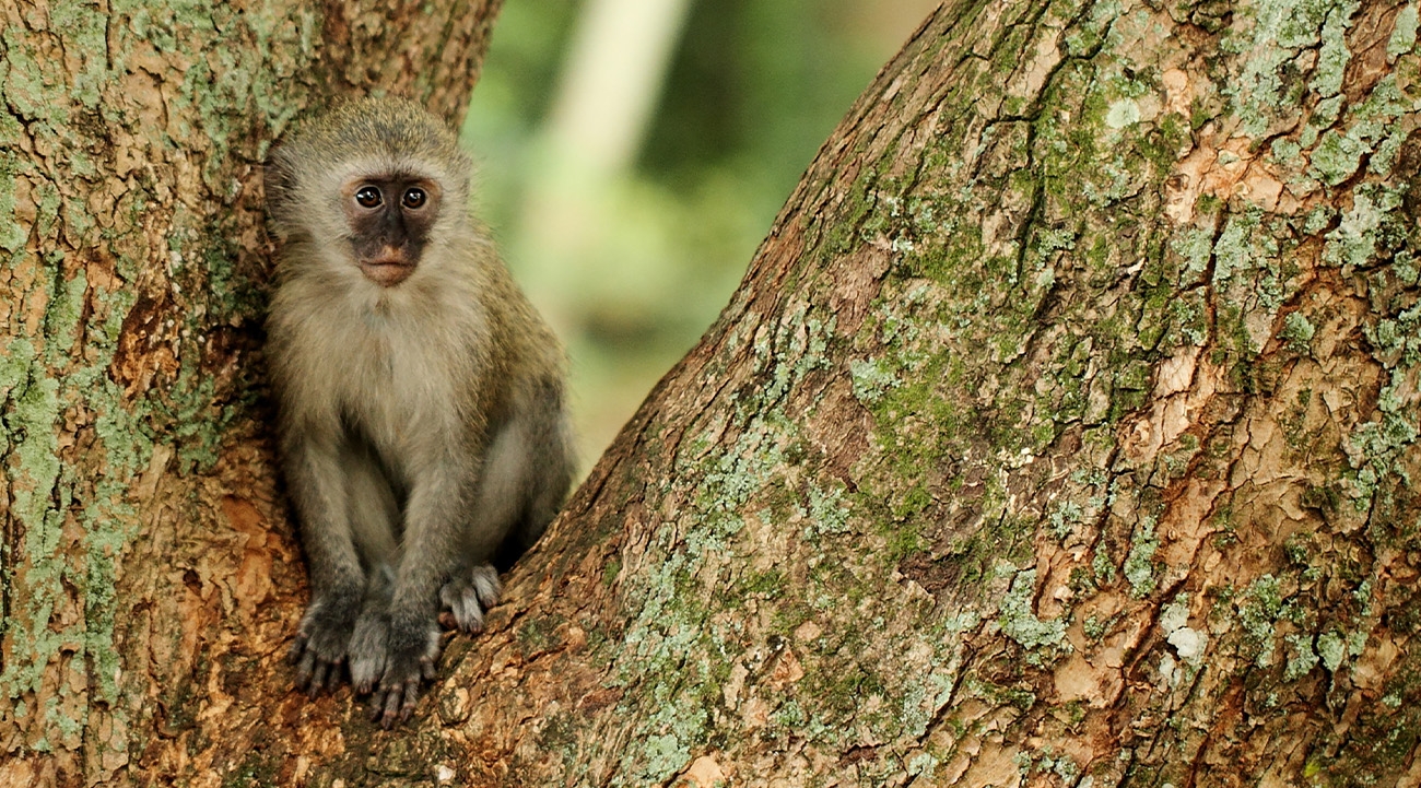 Monkey business: Enjoying epic wildlife experiences in South Africa