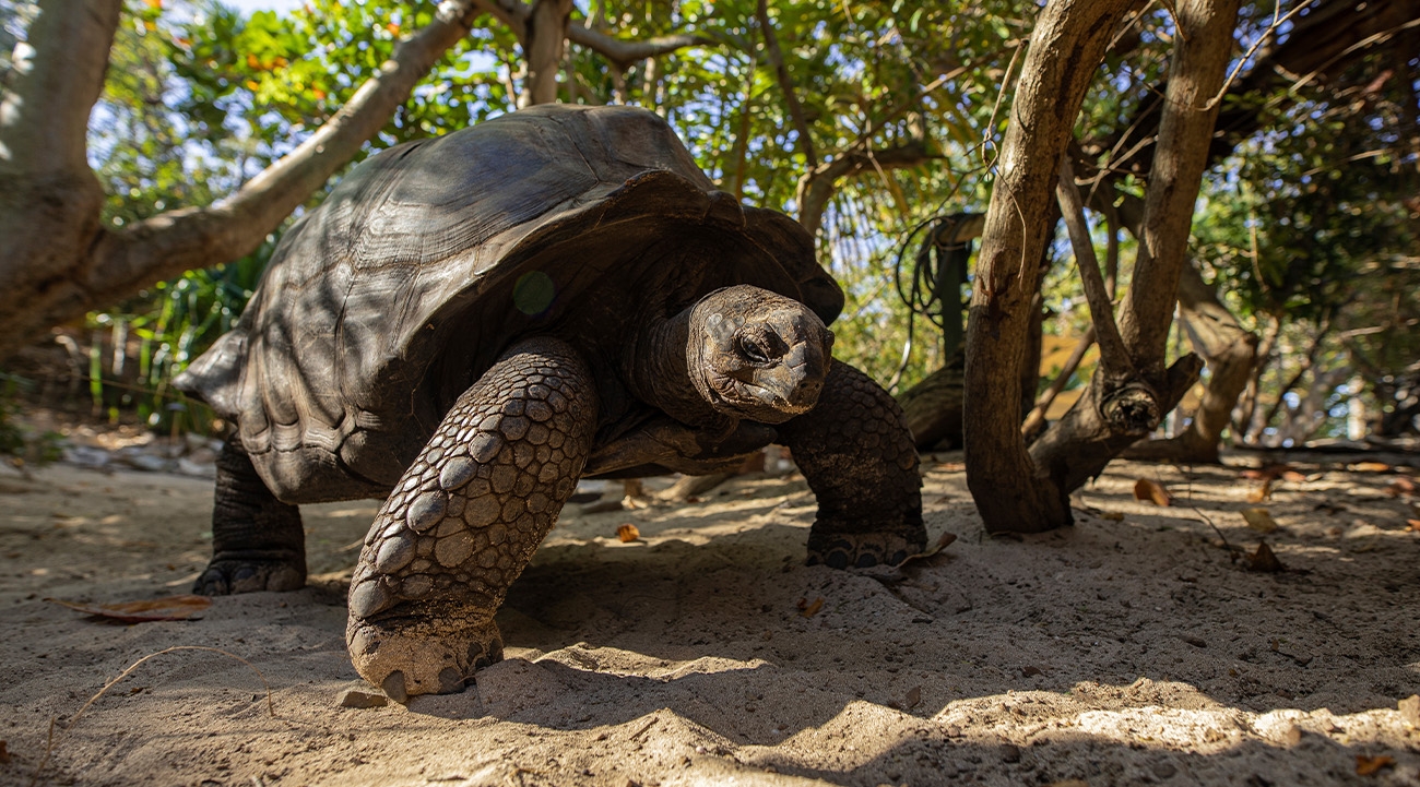 Virgin territory: Why Necker Island offers an escape unlike any other