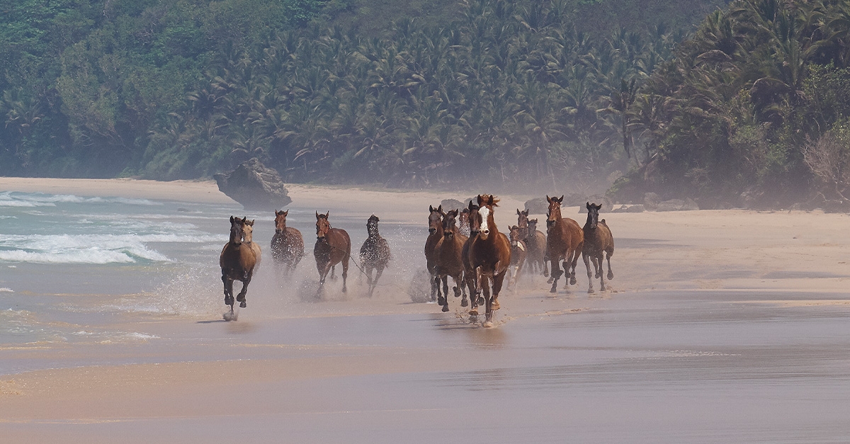 Wild wellness at legendary surf camp turned luxury resort Nihi Sumba