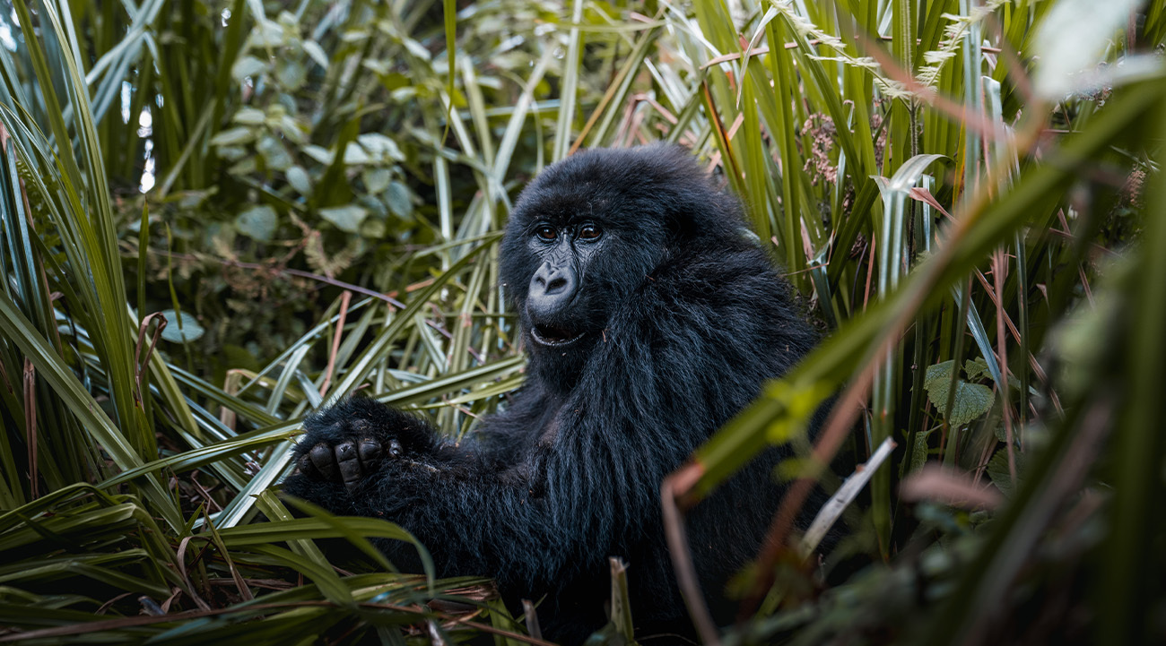 Gorilla thriller: Getting up close and personal with Rwanda’s primates