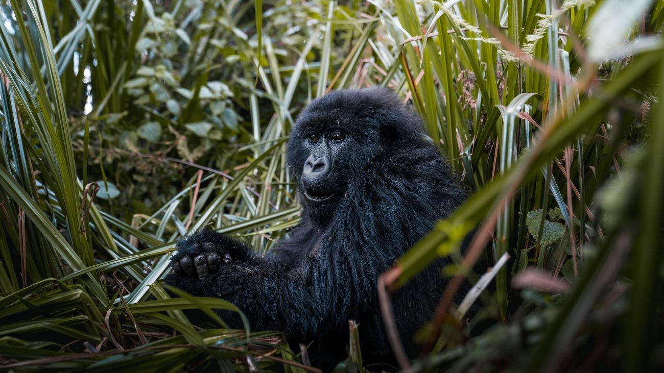 Gorilla thriller: Getting up close and personal with Rwanda’s primates